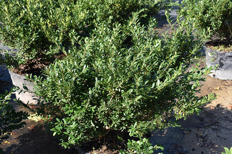 Hoogendorn Japanese Holly