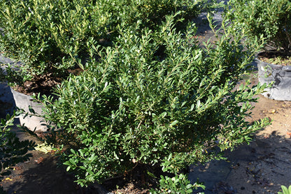 Hoogendorn Japanese Holly