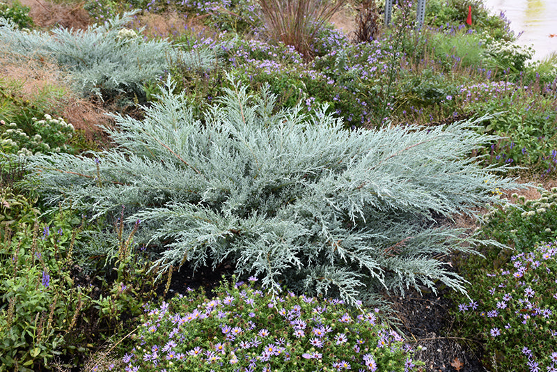 Grey Owl Redcedar