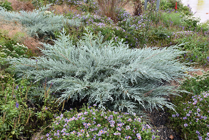 Grey Owl Redcedar