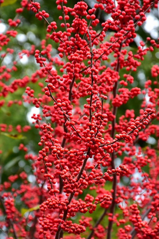 Winter-Red-Winterberry