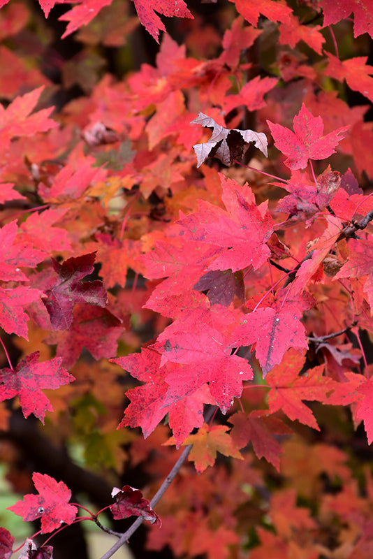 Redpointe® Red Maple