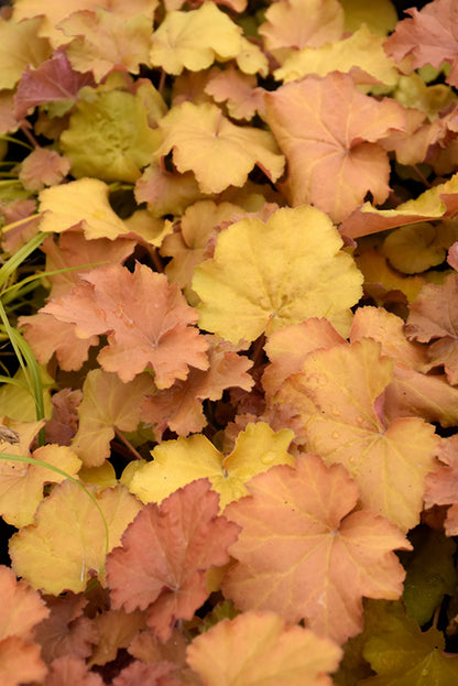 Caramel Coral Bells (Heuchera)