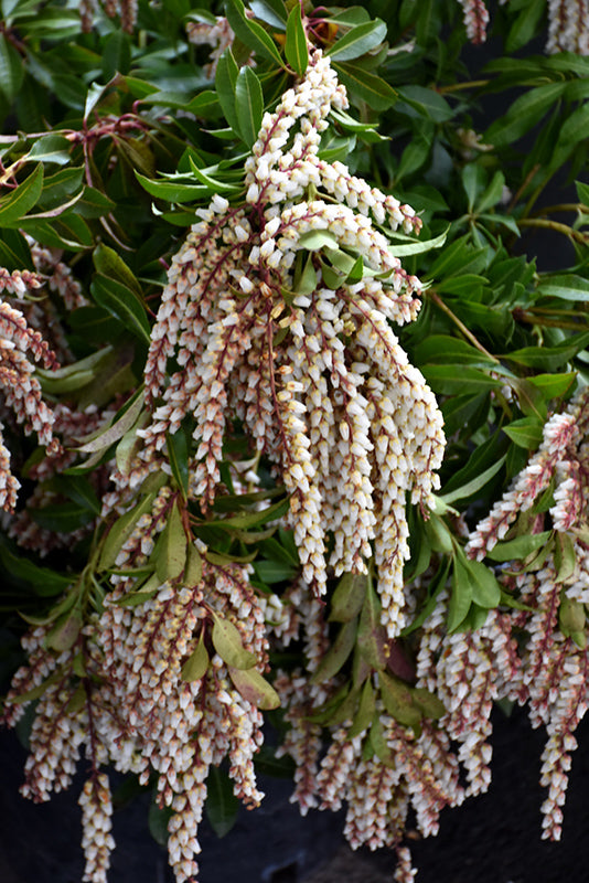 Mountain Fire Pieris (Pieris japonica) | Red New Growth Evergreen Shrub