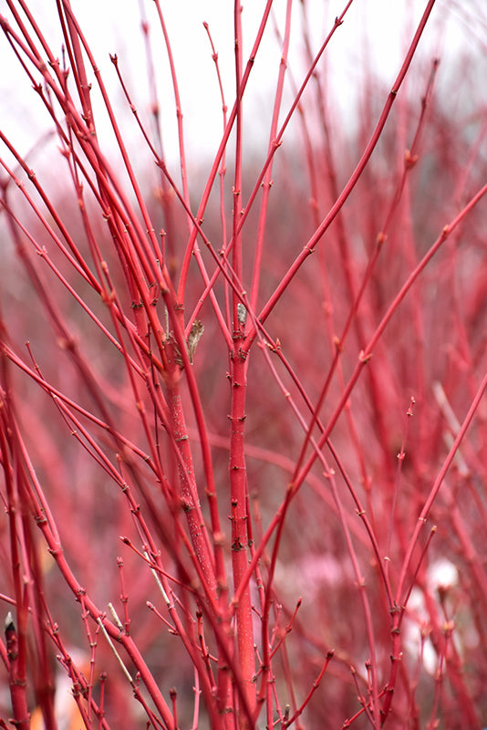 Sango Kaku Japanese Maple (Coral Bark Maple)