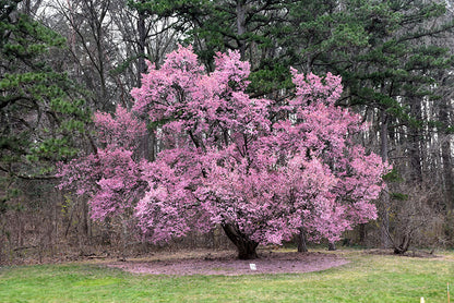 Okame Cherry Tree