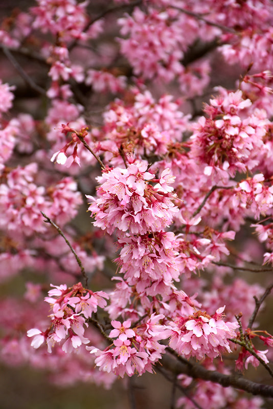 Okame Cherry Tree