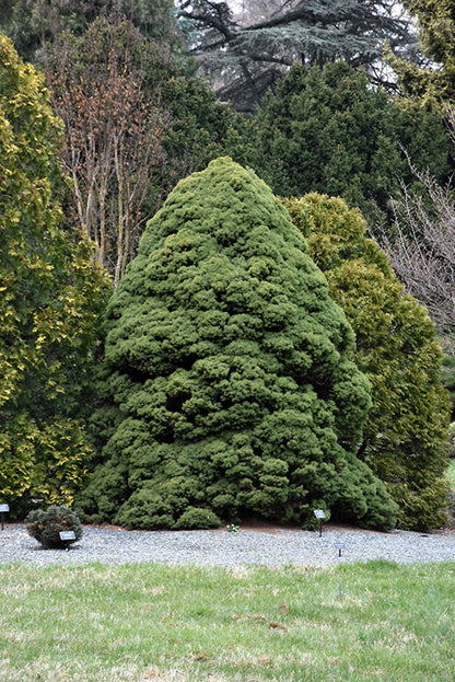 Dwarf Alberta Spruce