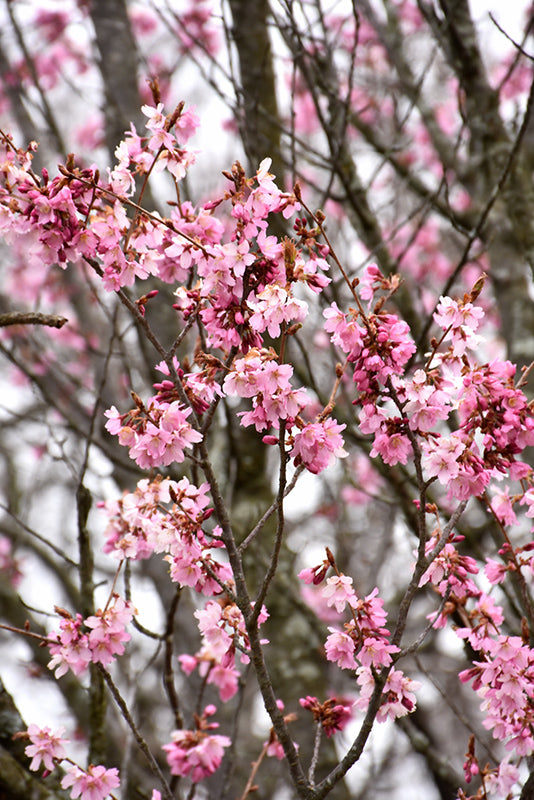 Columnar Sargent Cherry