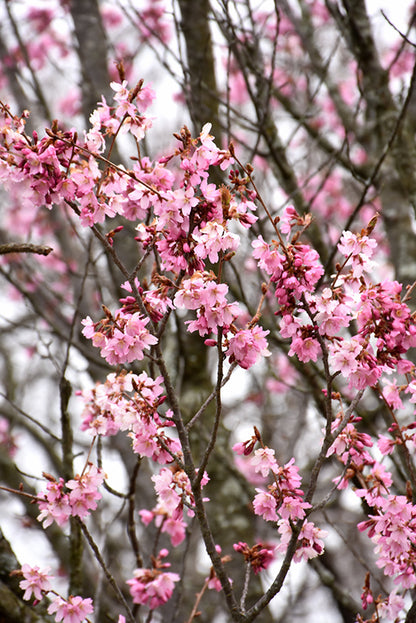 Columnar Sargent Cherry