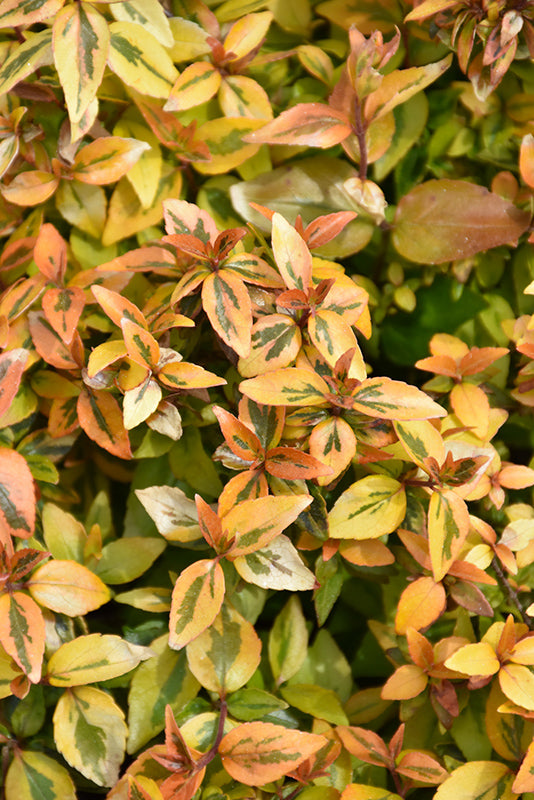 Kaleidoscope® Abelia