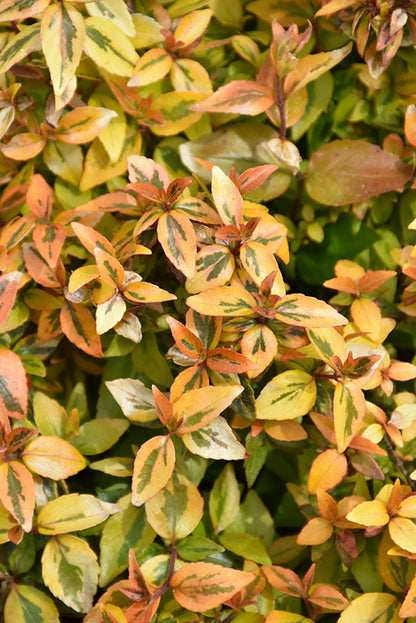 Kaleidoscope® Abelia
