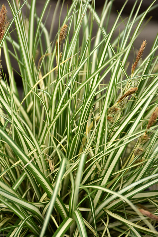 Evergold Sedge