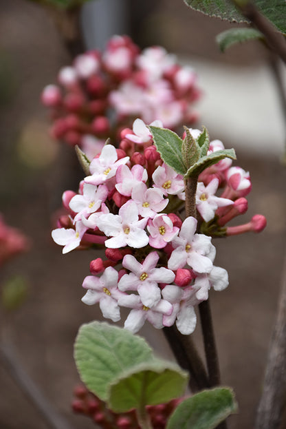 Spice Girl® Koreanspice Viburnum