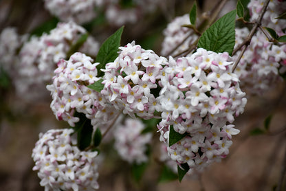 Spice-Baby&trade;-Koreanspice-Viburnum