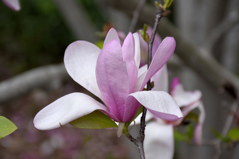 Jane Magnolia