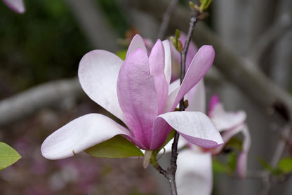 Jane Magnolia