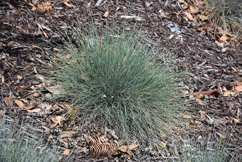 Boulder-Blue-Fescue