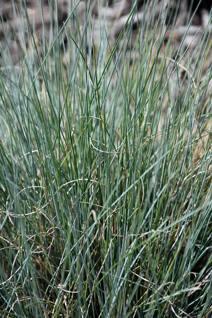 Boulder Blue Fescue