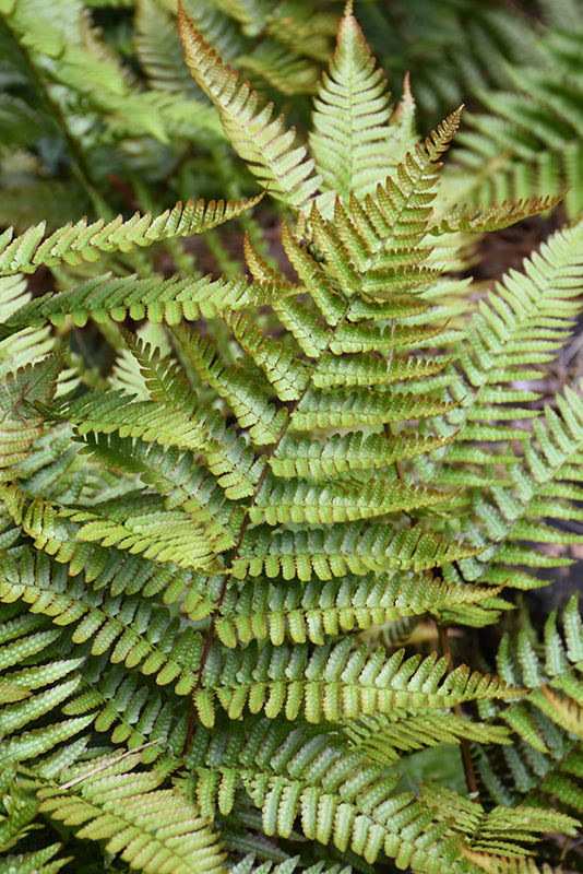Autumn-Fern