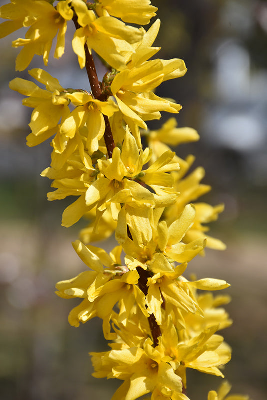 Lynwood Gold Forsythia