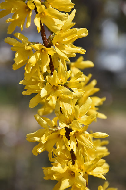 Lynwood Gold Forsythia