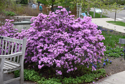 P.J.M.-Rhododendron