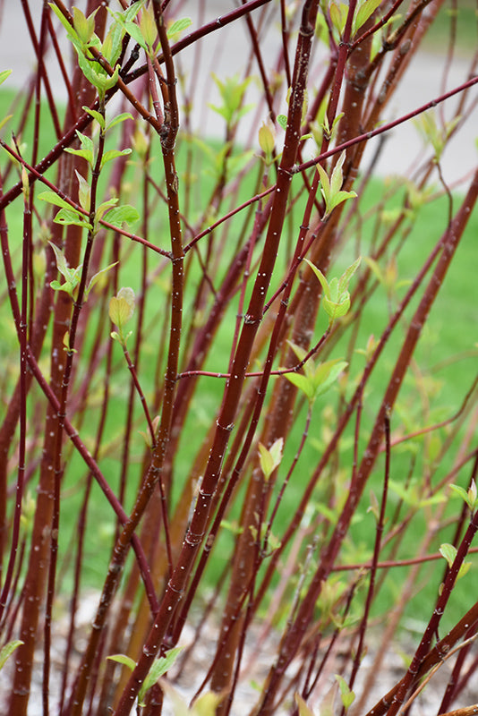 Arctic-Fire®-Red-Twig-Dogwood