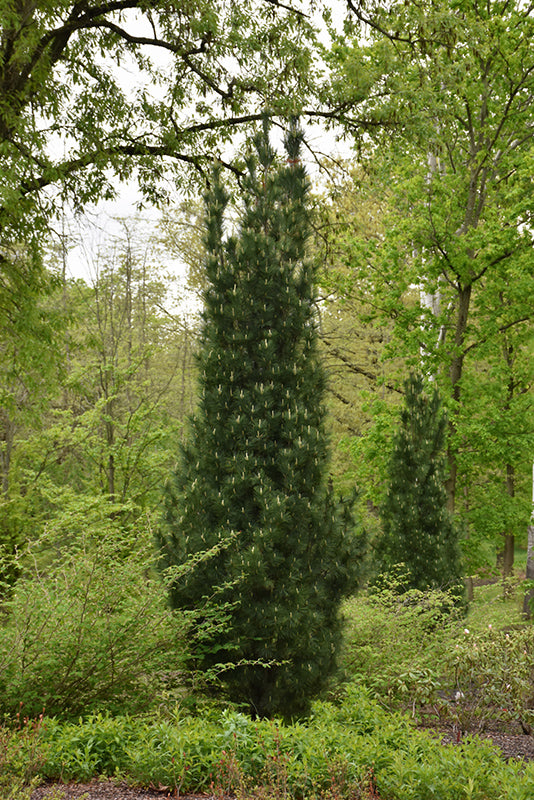 Stowe Pillar Eastern White Pine