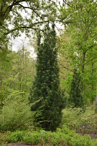 Stowe Pillar Eastern White Pine