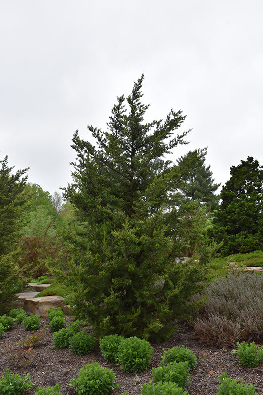 Fairview Juniper