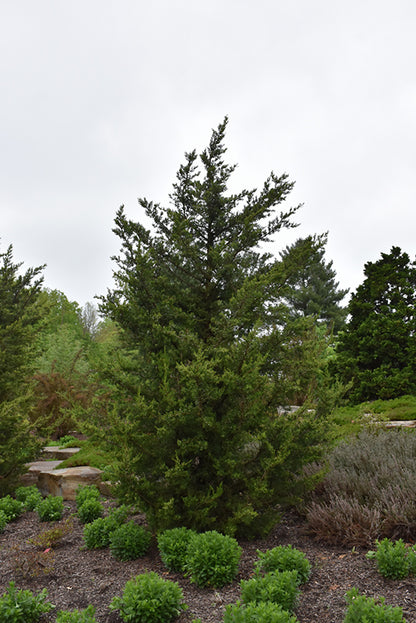 Fairview Juniper
