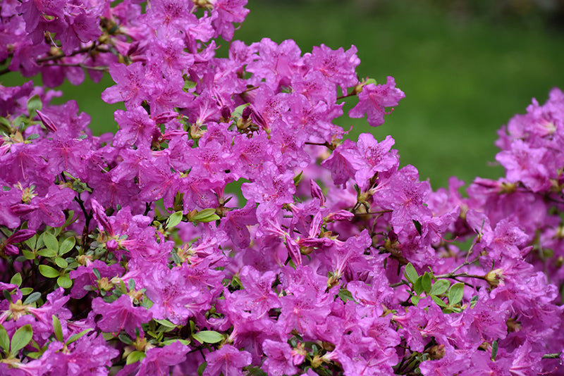 Karen-Azalea