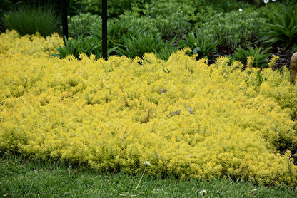 Angelina Stonecrop (#1)