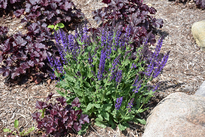 May Night Sage (#1)