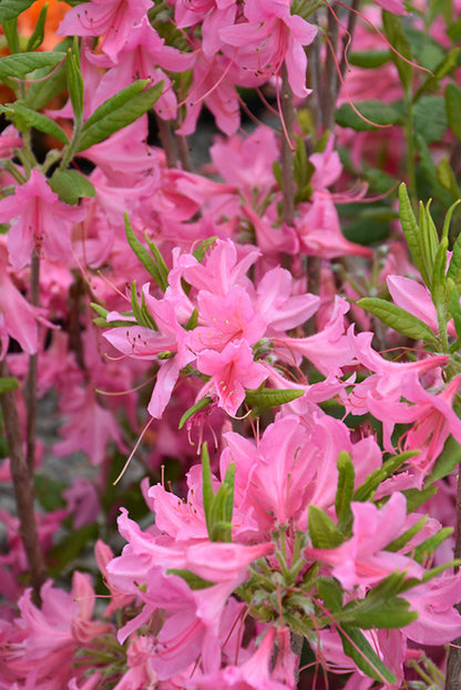 Northern-Lights-Azalea