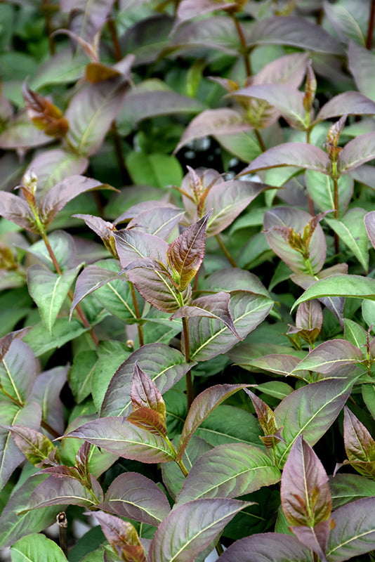 Kodiak® Black Bush Honeysuckle