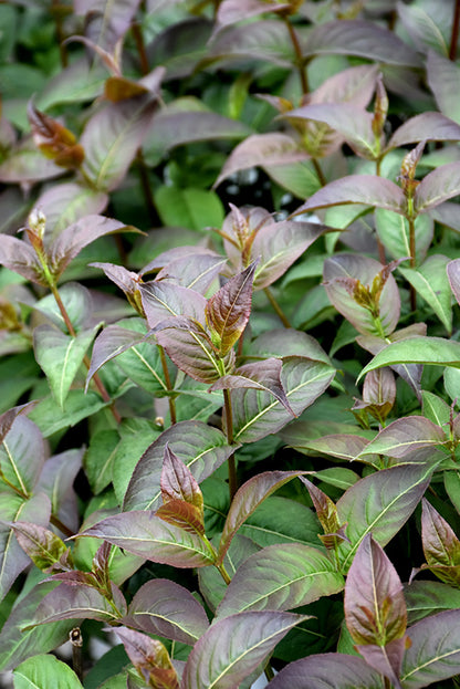 Kodiak® Black Bush Honeysuckle