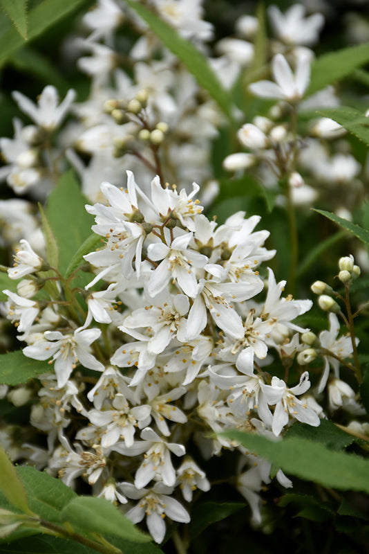Yuki-Snowflake®-Deutzia