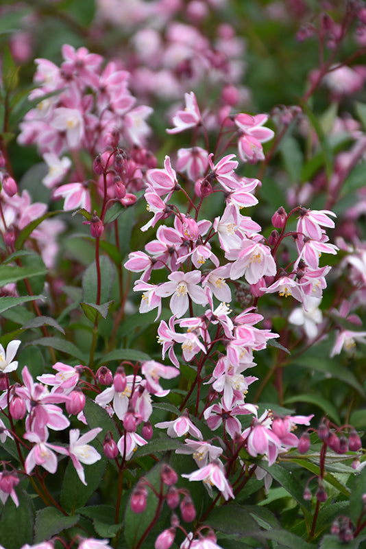 Yuki-Cherry-Blossom®-Deutzia