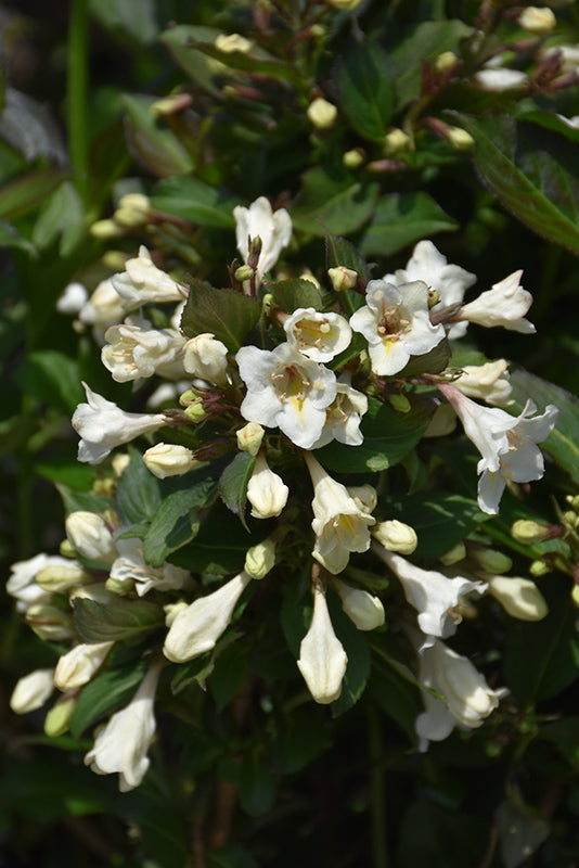 Tuxedo Weigela