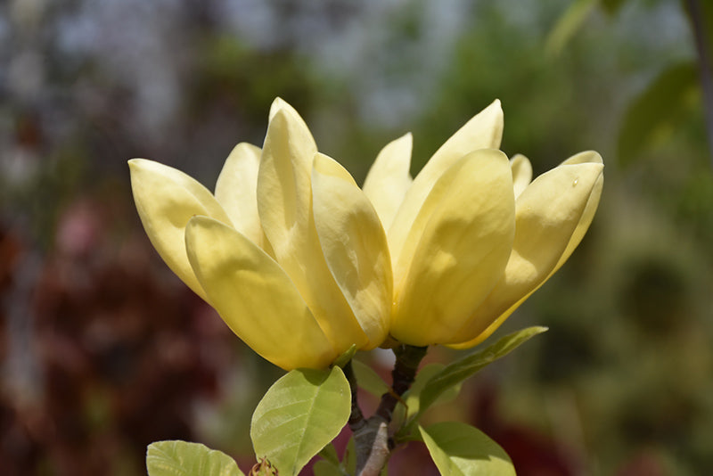 Yellow Bird Magnolia