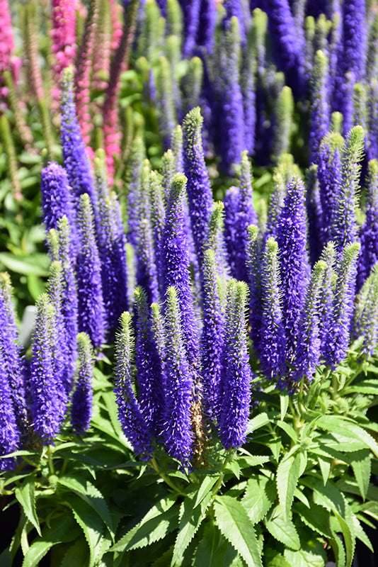 Royal Candles Speedwell (#1)