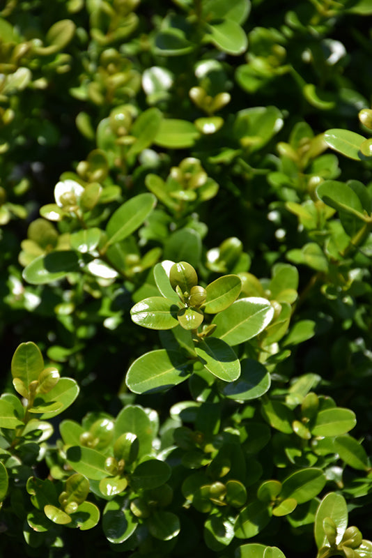 Sprinter® Boxwood