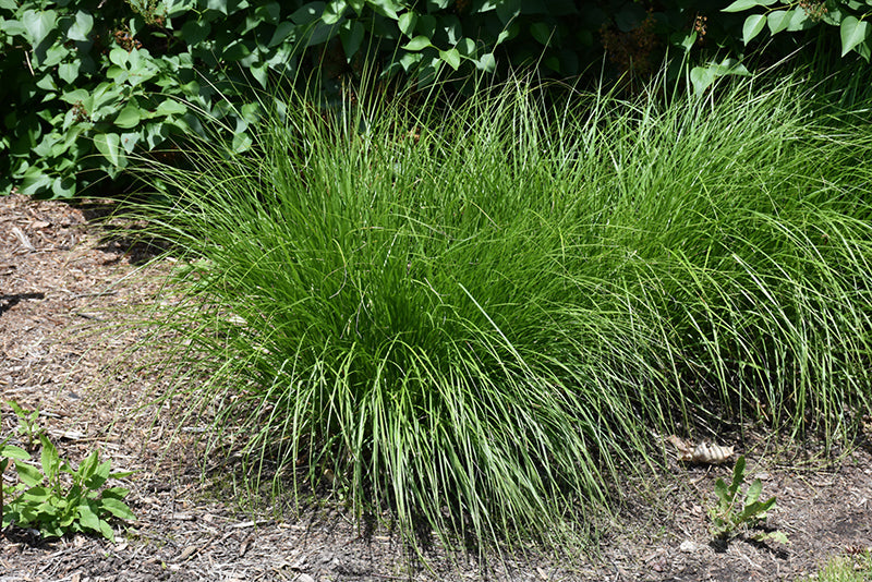 Fox-Sedge