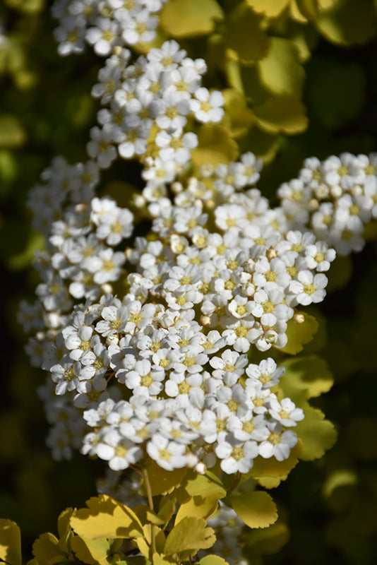 Glow Girl® Birch Leaf Spirea