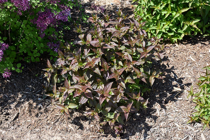 Kodiak® Black Bush Honeysuckle