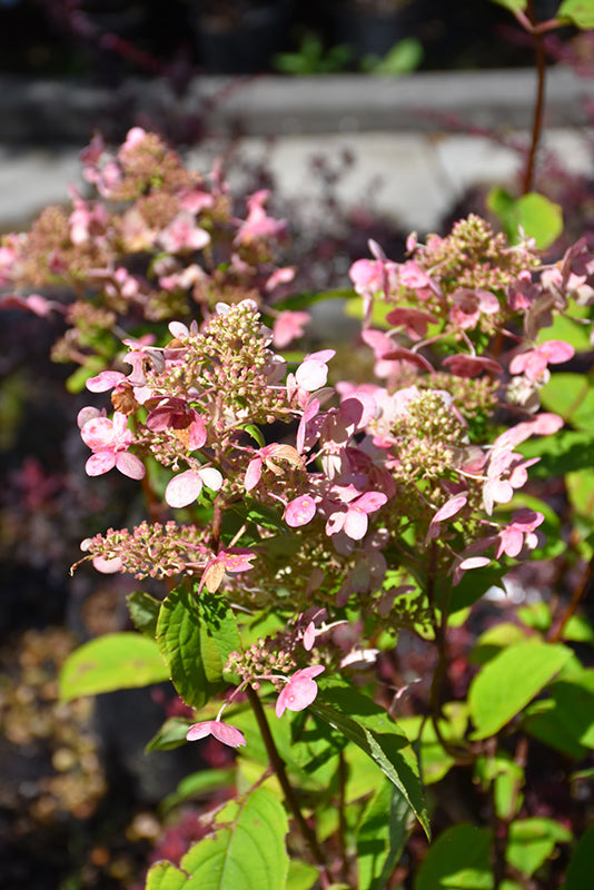 Fire and Ice® Hydrangea