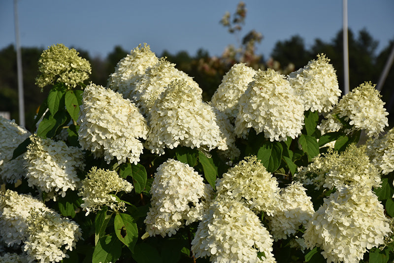 Limelight-Hydrangea
