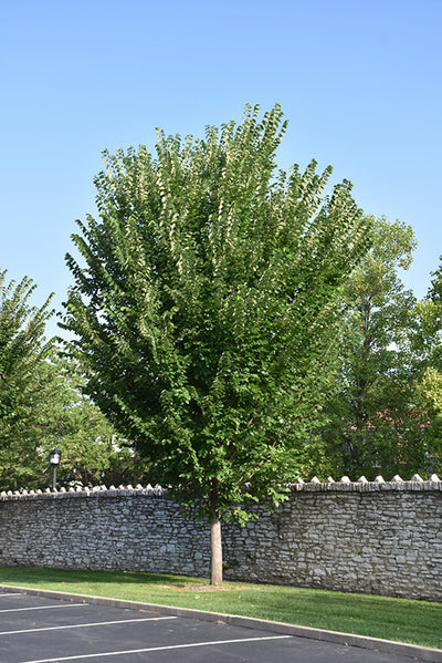 Princeton-Elm